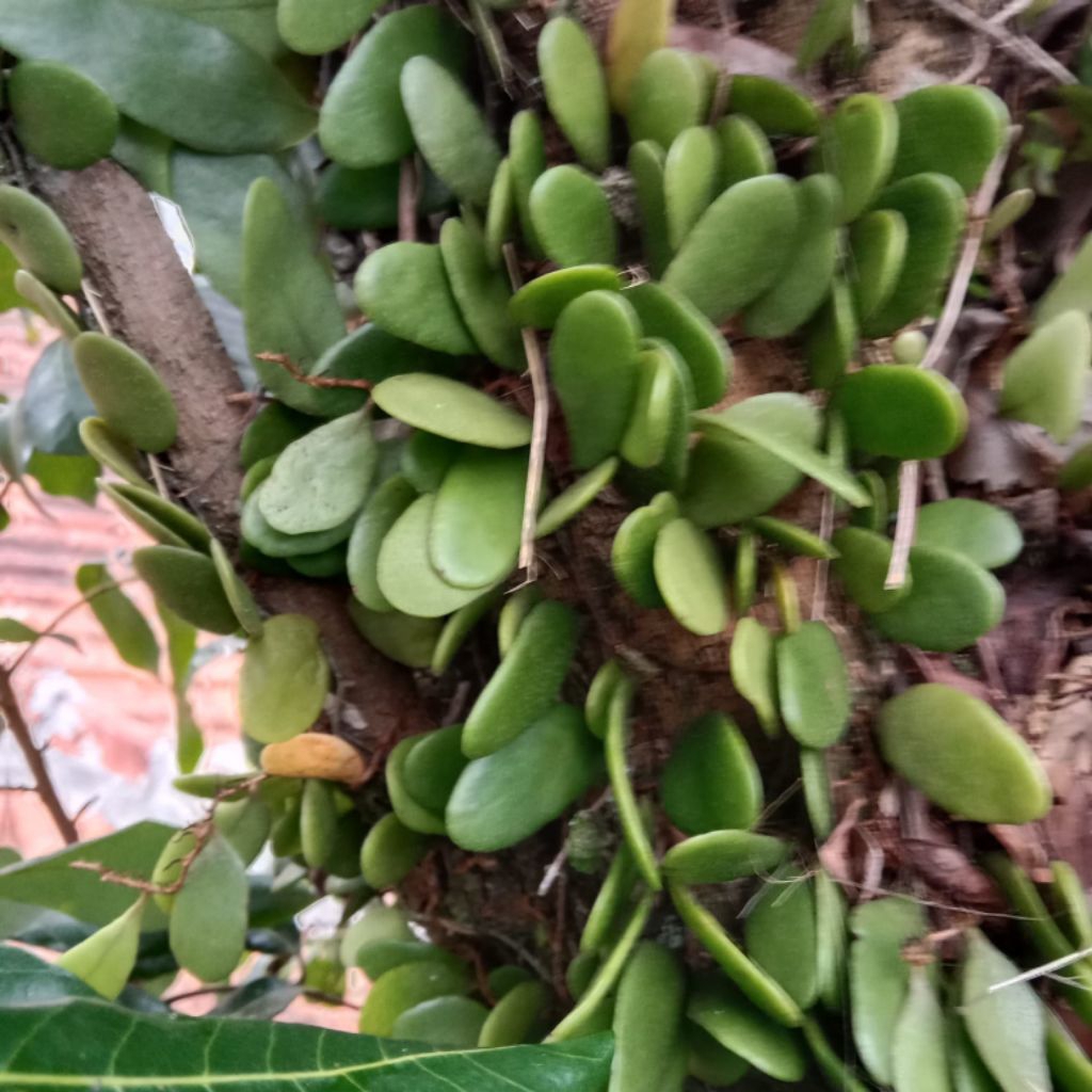 

Daun sisik naga atau picisan segar500g