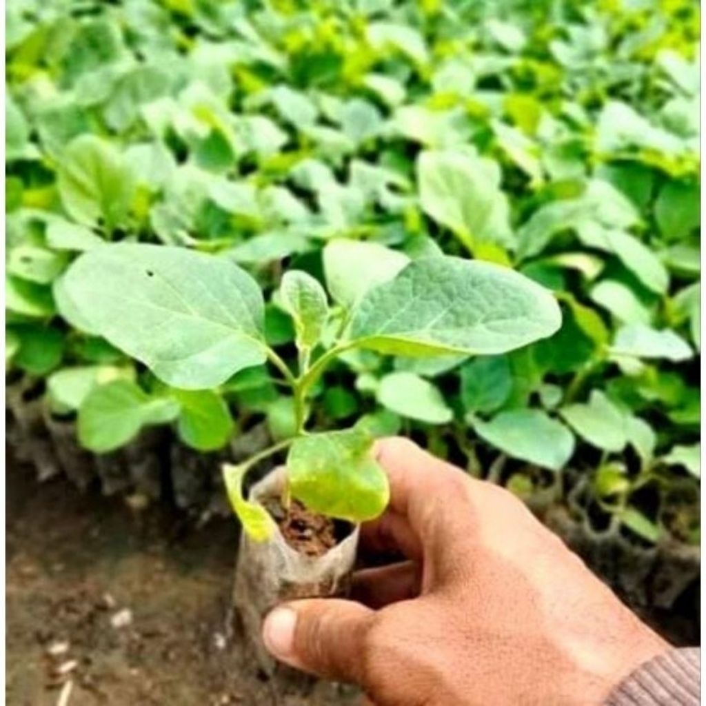 CENTRAL BIBIT -paket murah 50 bibit tanaman terong ungu siap tanam