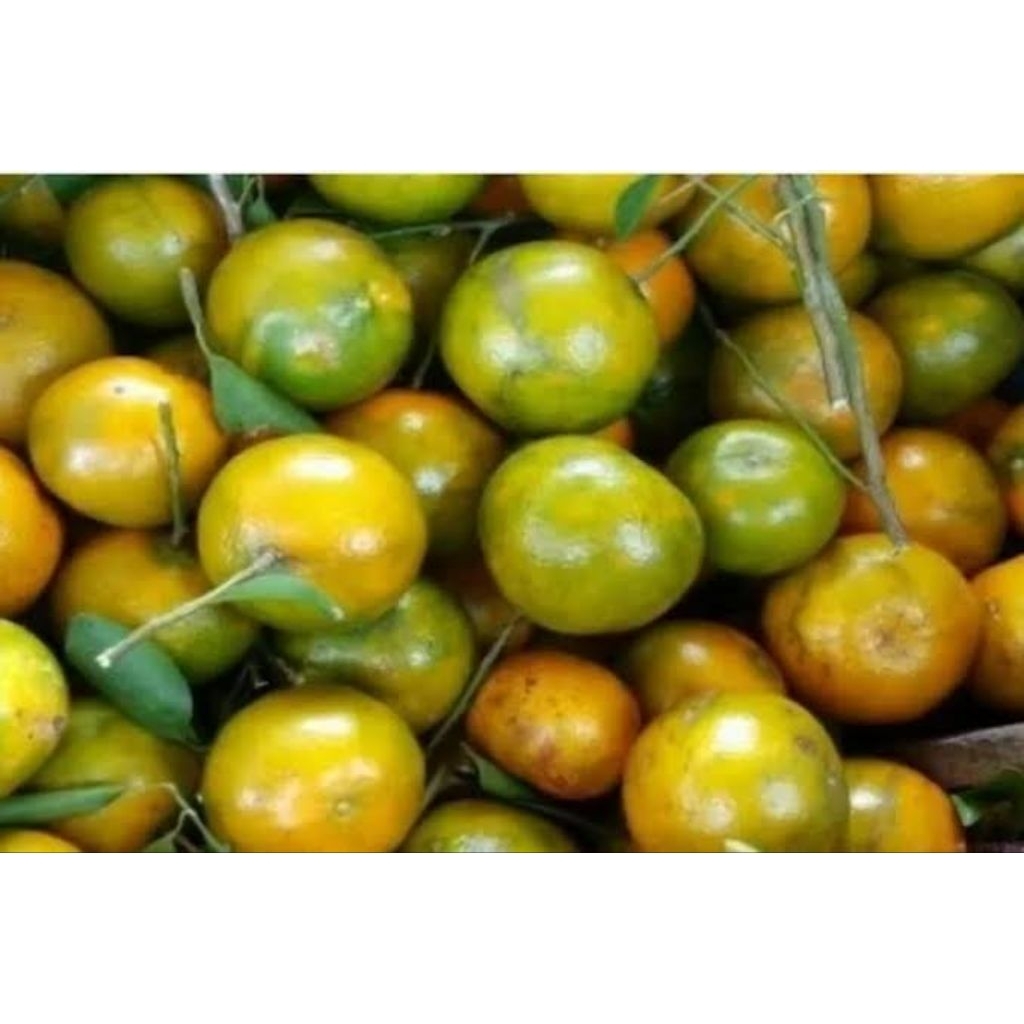 

JERUK MANIS 1 KG JERUK JEMBER JERUK BANYUWANGI JERUK MADU JERUK SEGAR JERUK BARU PETIK JERUK MURAH