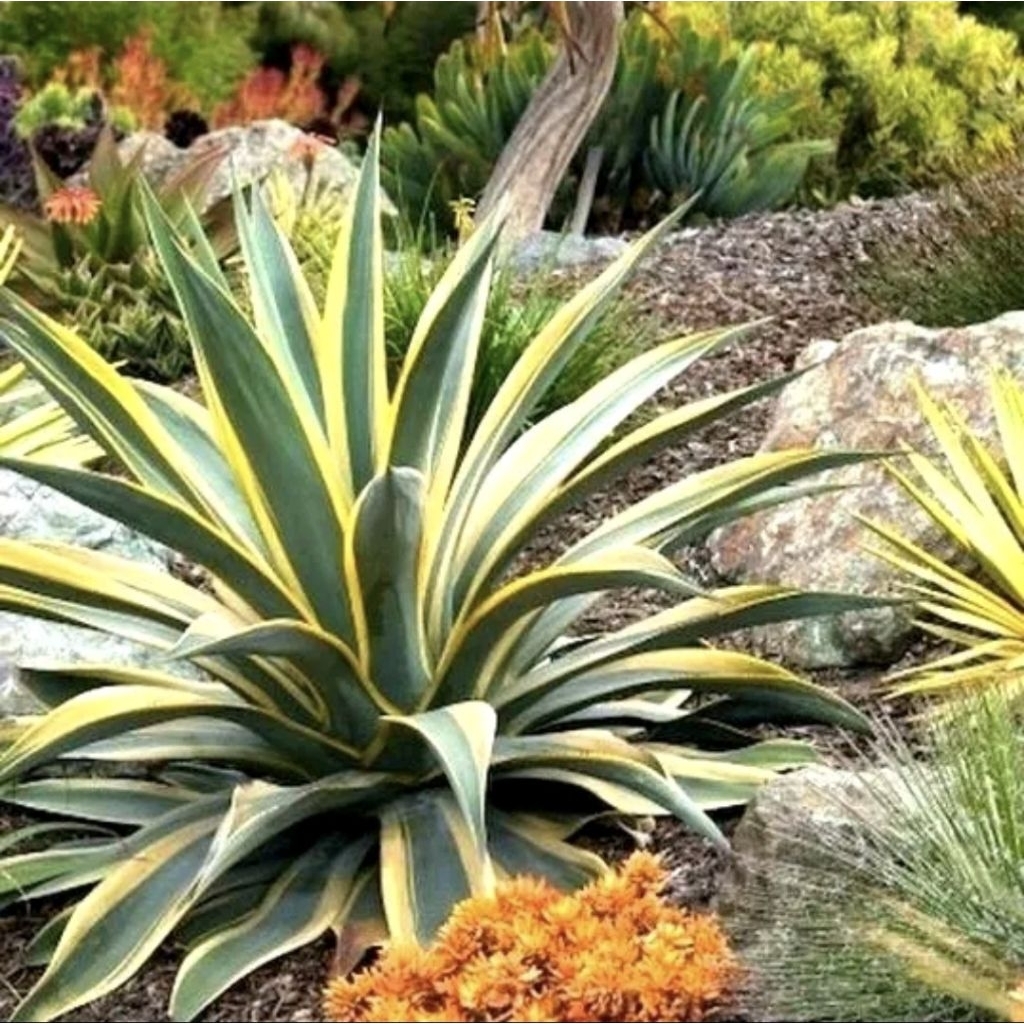 Tanaman Hias Agave Attenuata / Siklok King / Agave Yellow Strip