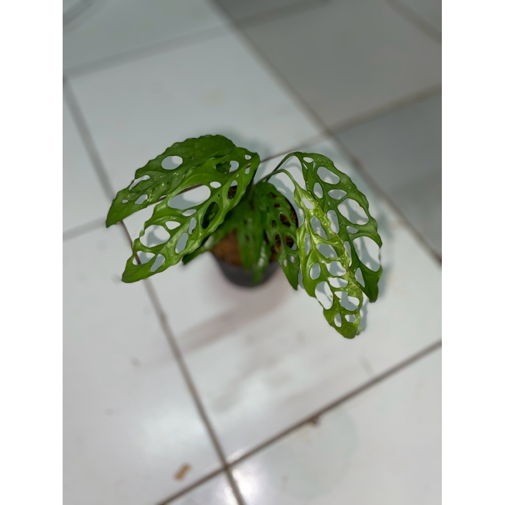 Monstera obliqua/janda bolong obliqua