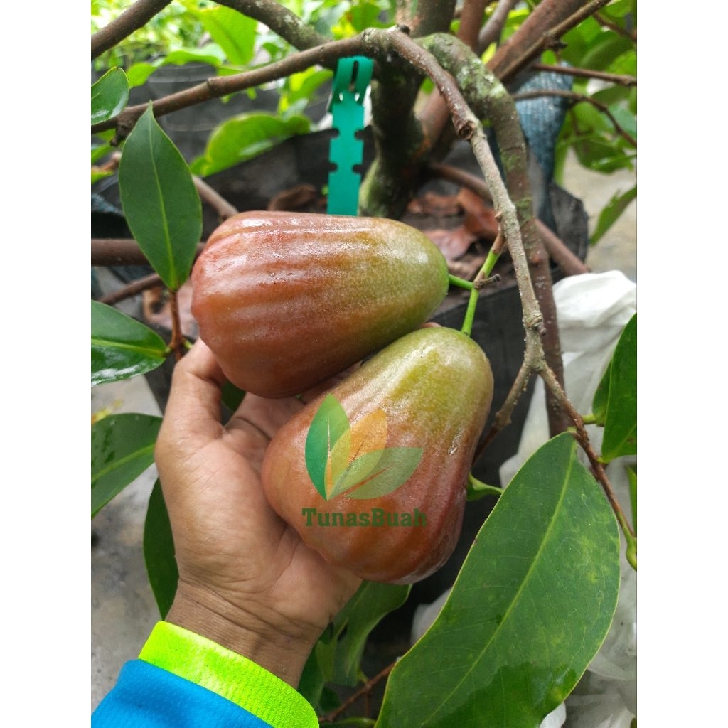 

Bibit Jambu Air King Rose Apple Original - Cangkok