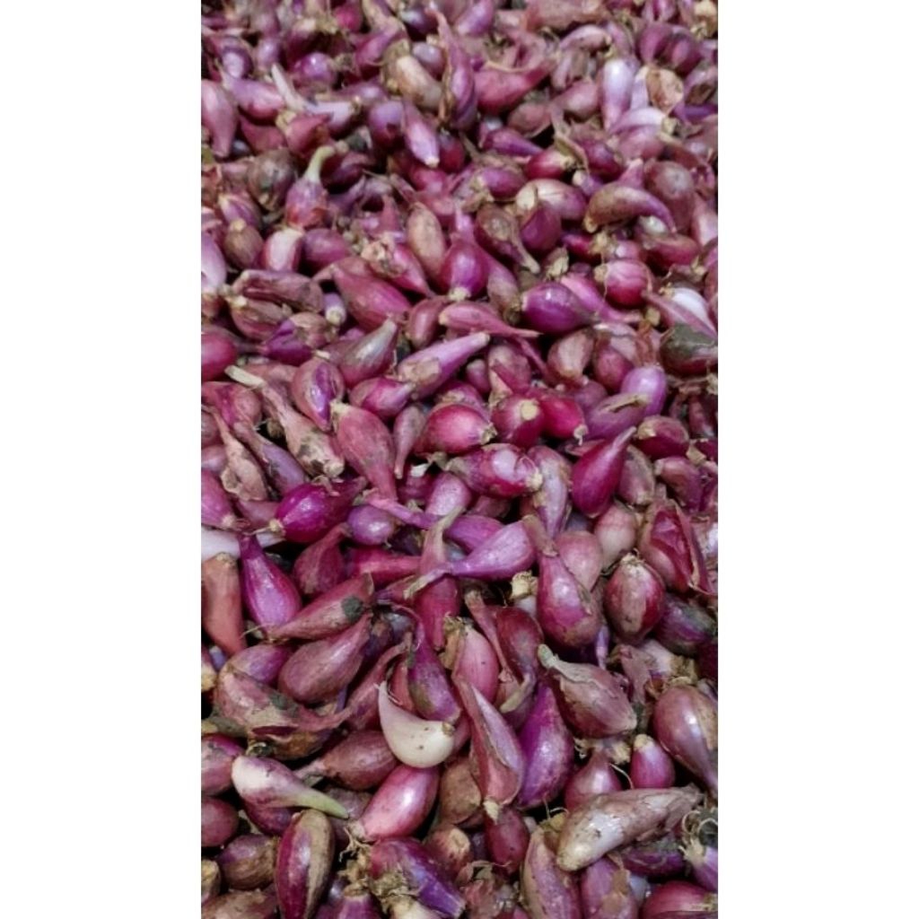 

Forcysn (Bisa ) 500Gr Bawang Merah Berebes Ukuran Kecil - Kecil Sudah Kering Dan Fres Asli Setengah