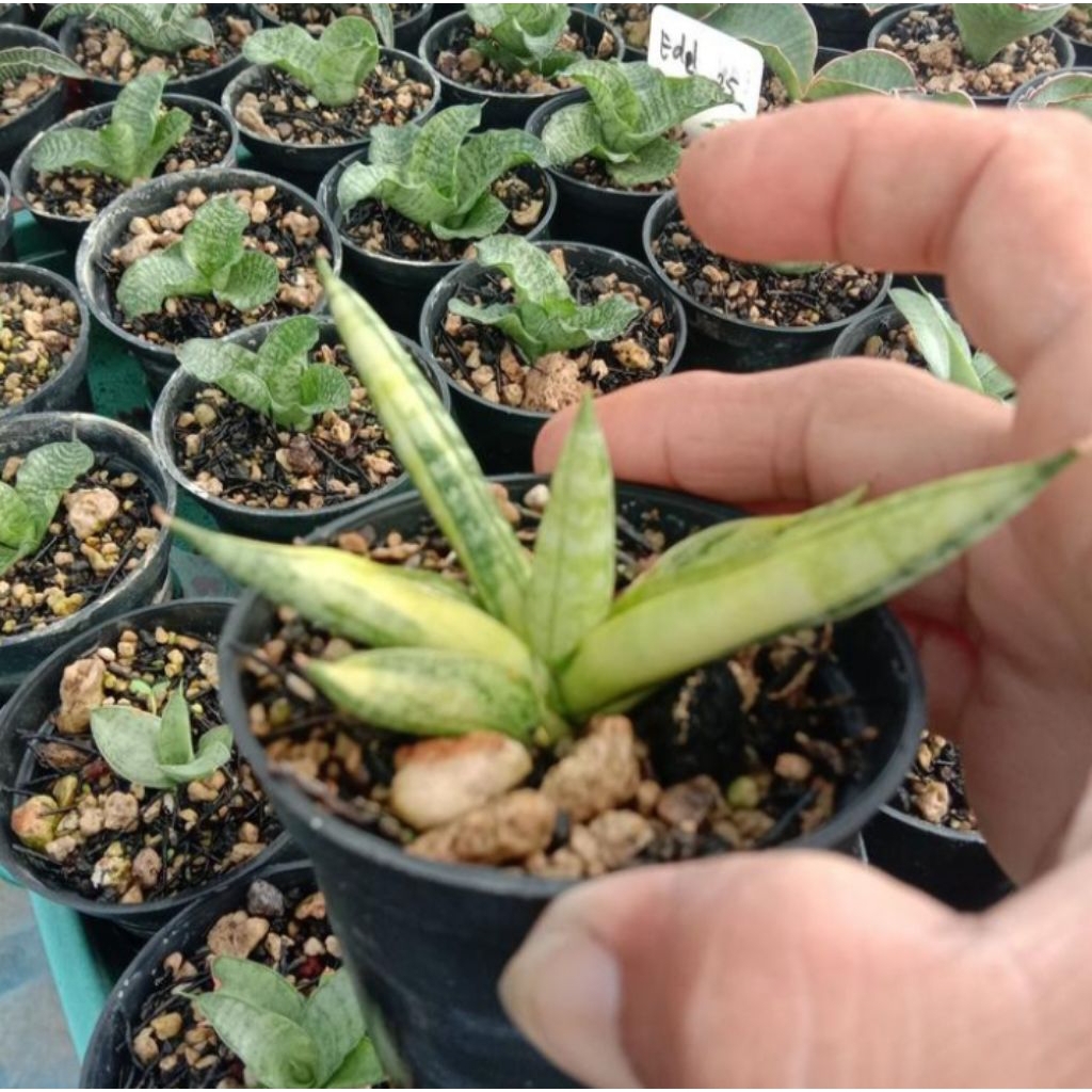sansevieria boncel variegata / lidah mertua boncel