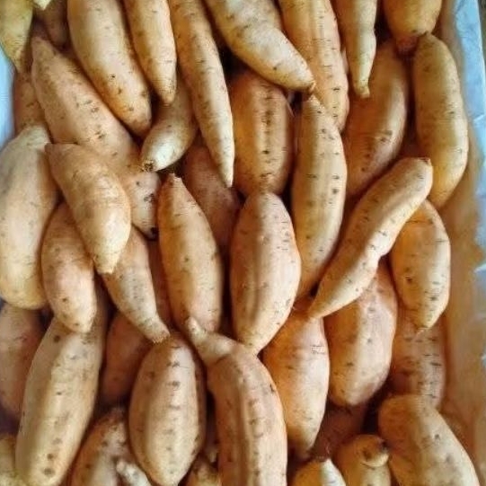 

ubi cilembu cilembu 5kg grosir promo