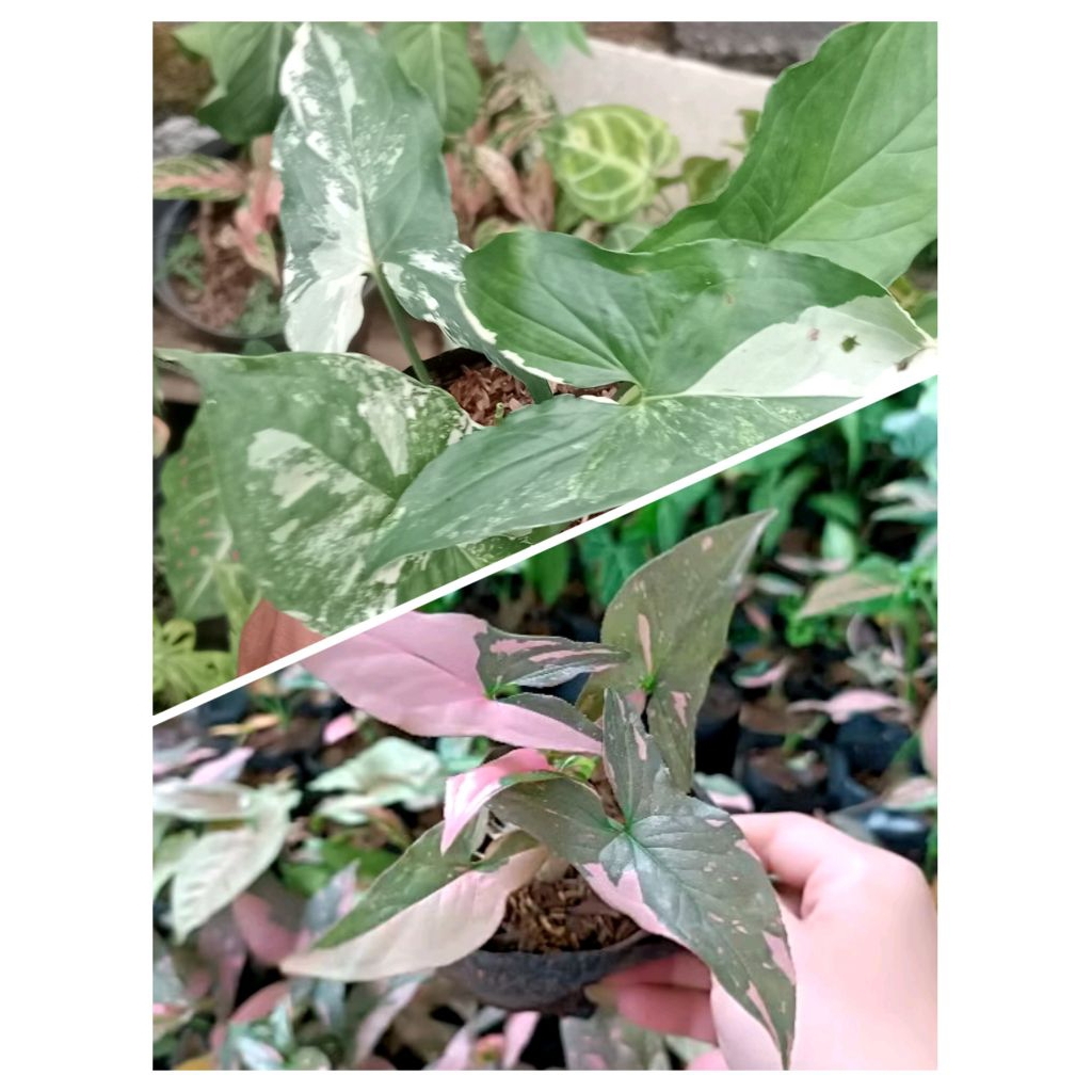 ( BISA COD ) Paket 2 Tanaman hias syngonium pink splash dan varigata - syngonium varigata, syngonium