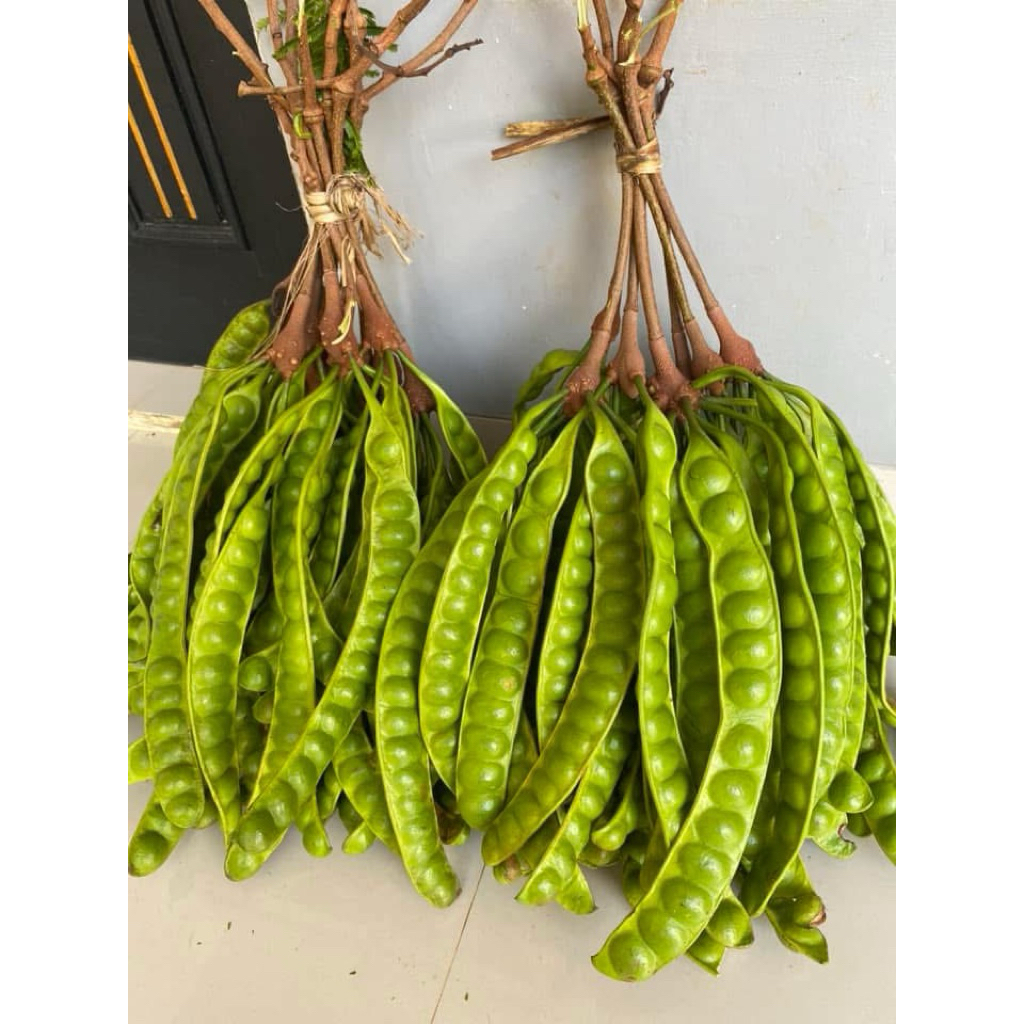 

Pete Tua panjang 10 papan