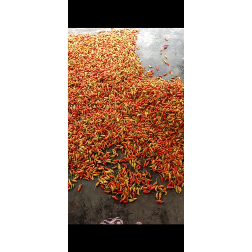 

cabe pedas fresh Bru petik 1 kg