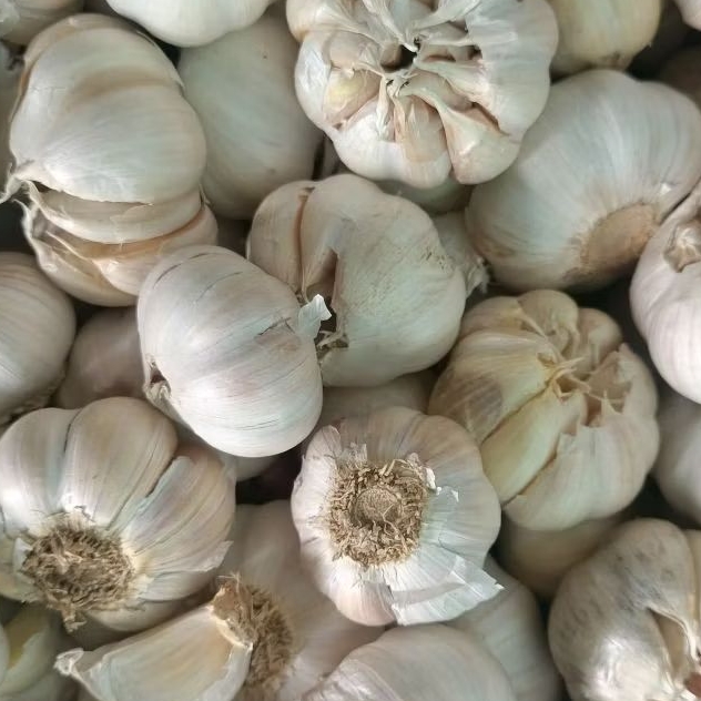

Bawang Putih