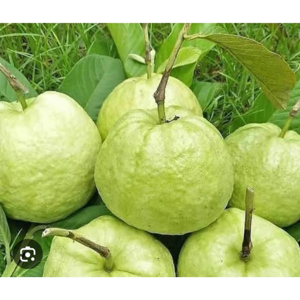 

Jambu kristal kebumen 1kg fresh petik dari pohon