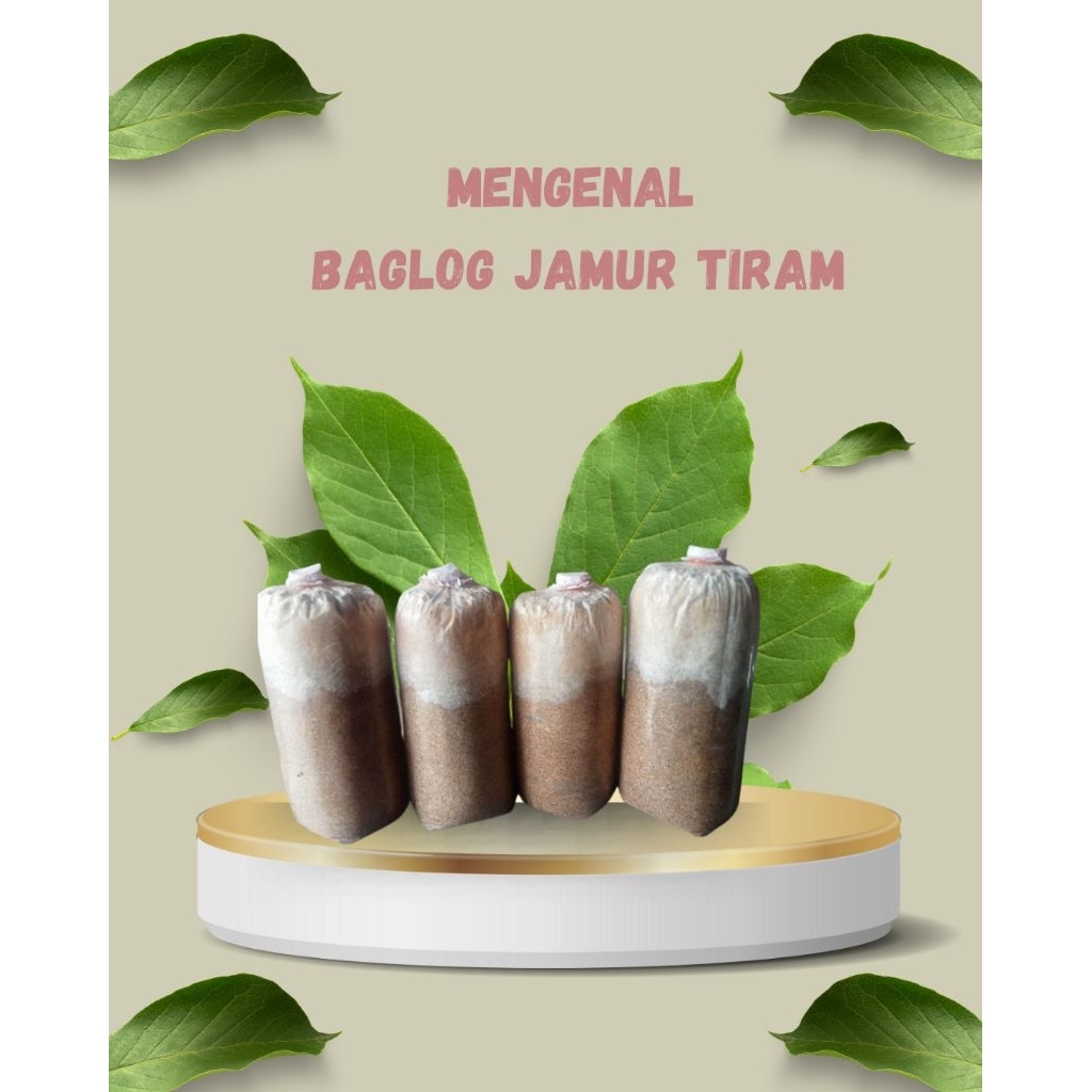 

baglog jamur tiram