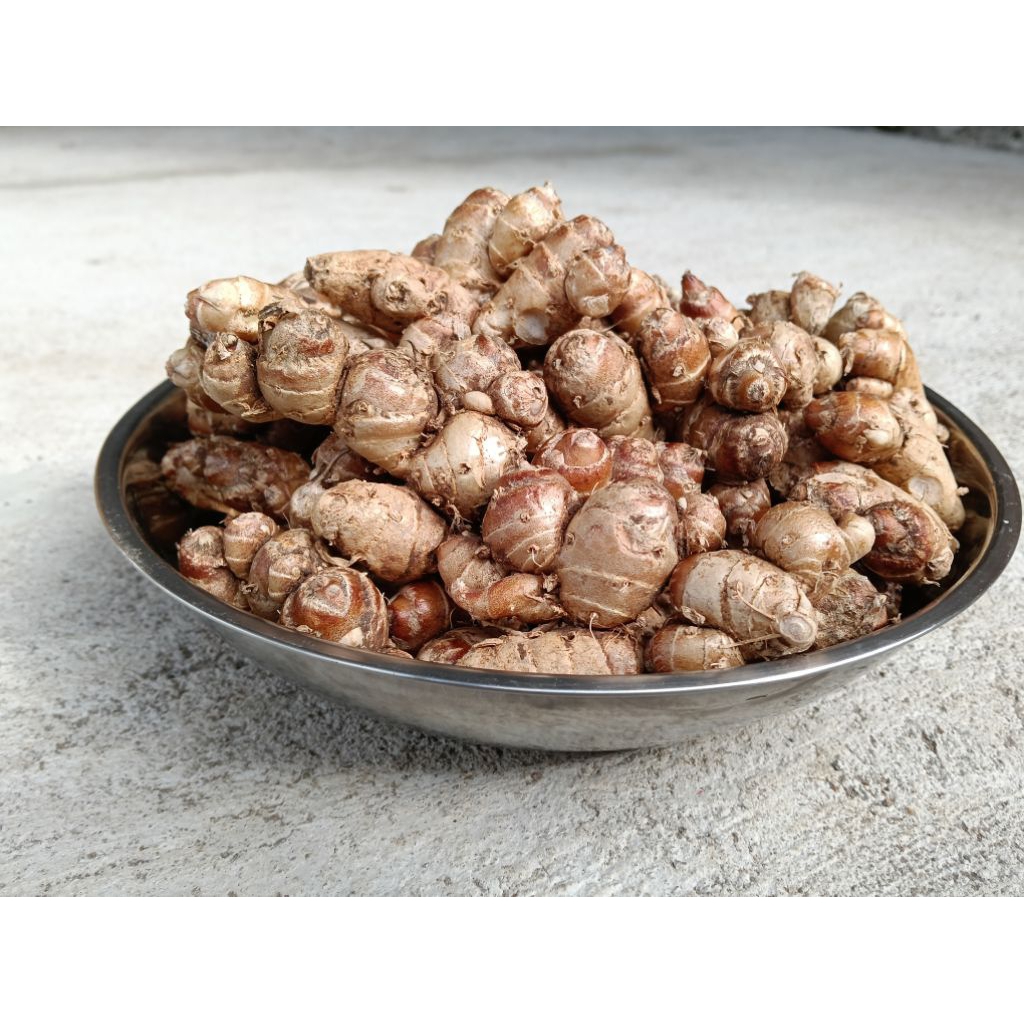

Kencur Jawa Fresh Besar Besar Cocok Untuk Jamu Rempah Maupun Bumbu Seblak Kencur 5Kg Berasa