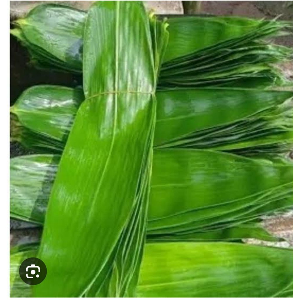 

Daun Bambu / Daun Bacang Kualitas Premium/ 1kg