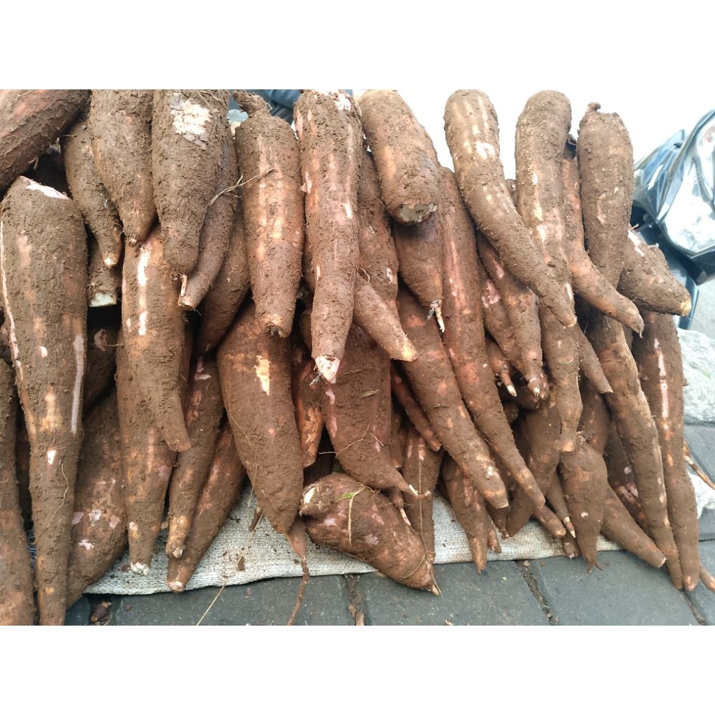 

singkong kulit merah pulen