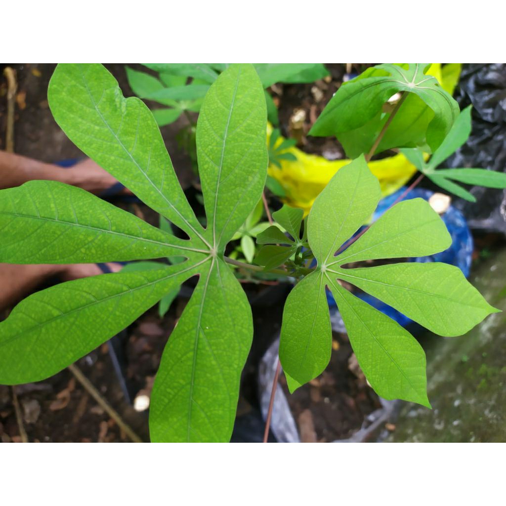 

Daun Singkong