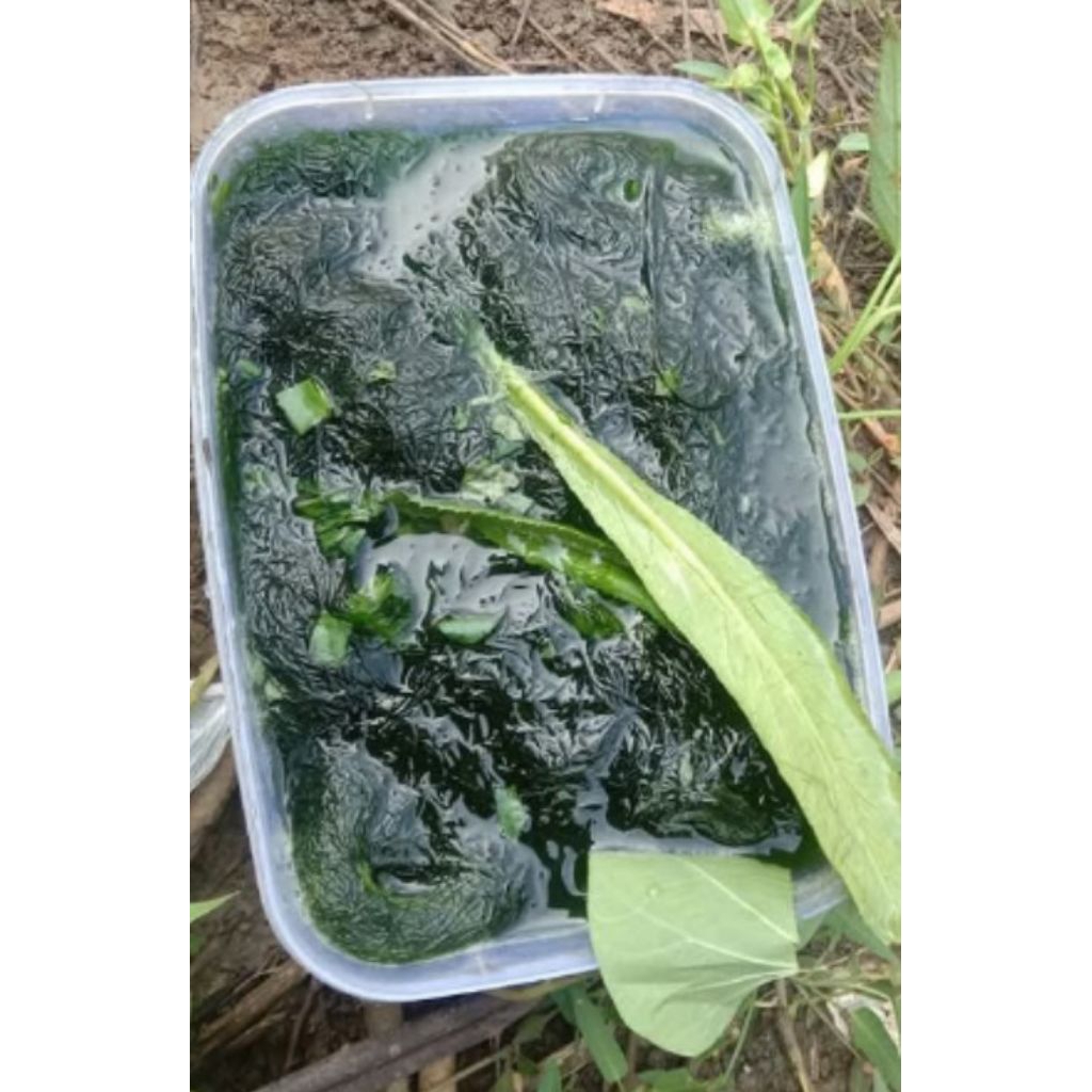 lumut umpan mancing 100g