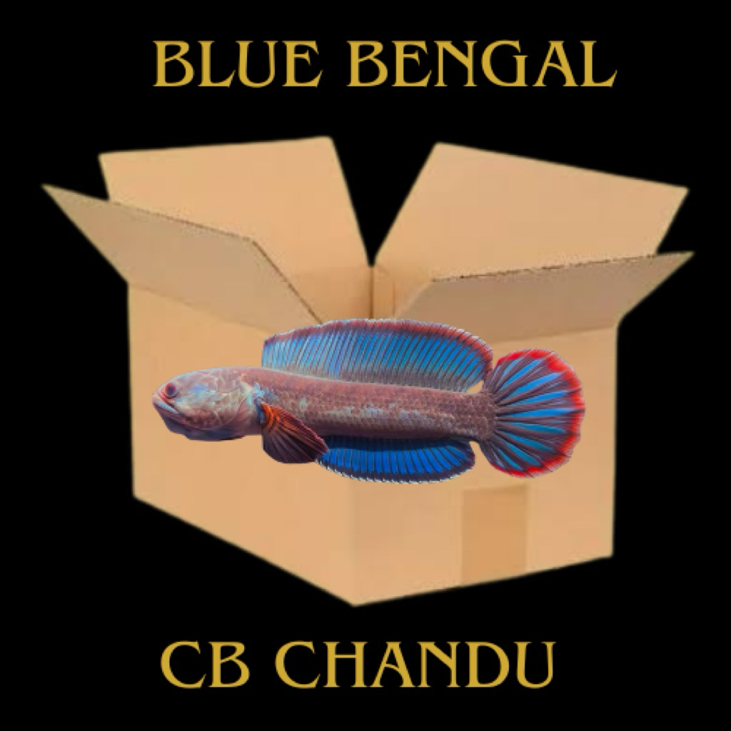 Box Channa Blue Bengal Cb Chandu Auranti 5-6cm Calon HF