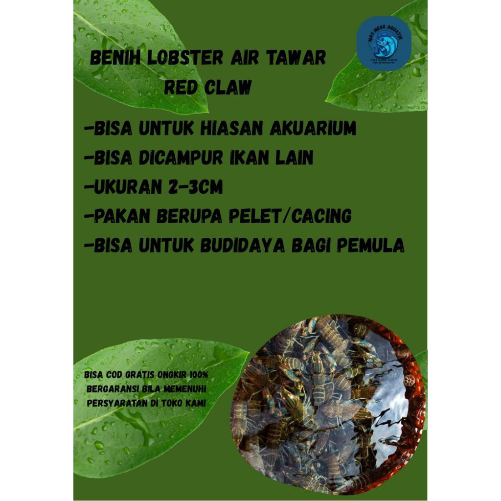 HIASAN BENIH LOBSTER AIR TAWAR ISI 10