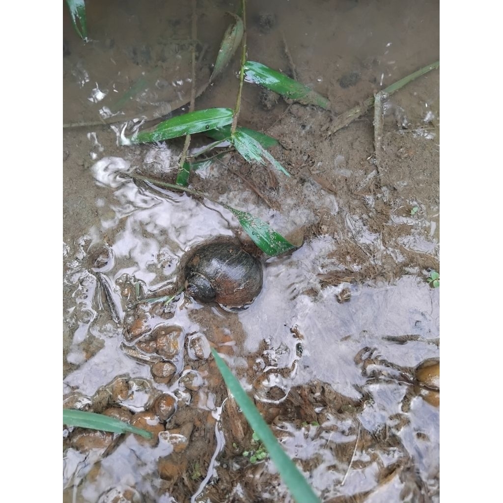 

keong sawah hidup 1kg, ambil langsung di sawah
