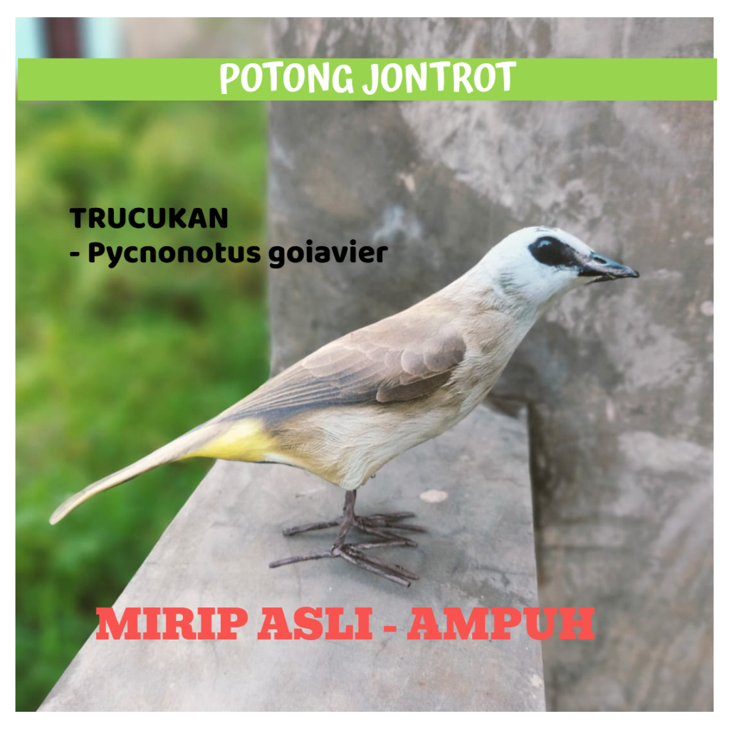 PATUNG JONTROT BURUNG TRUCUKAN - JONTROT BURUNG TRUCUKAN