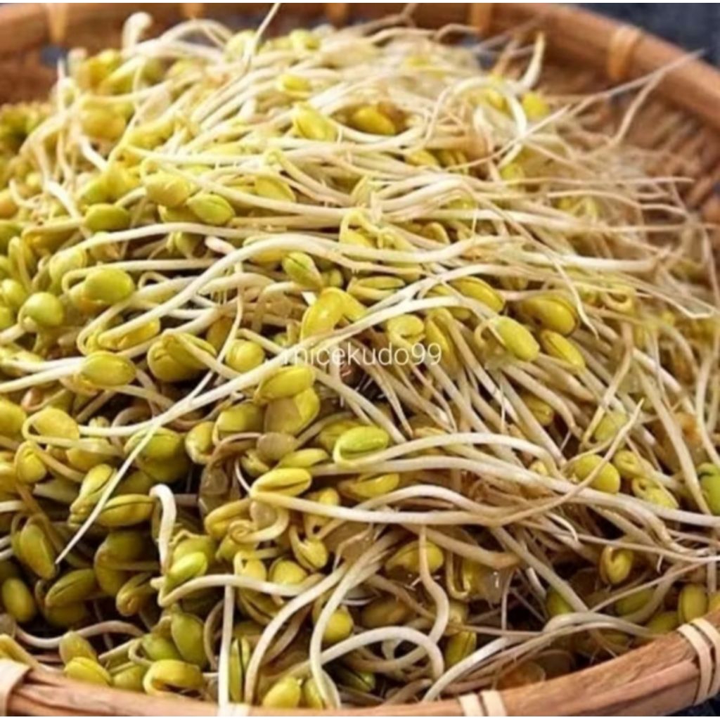 

tauge kedelai 500gram bppn