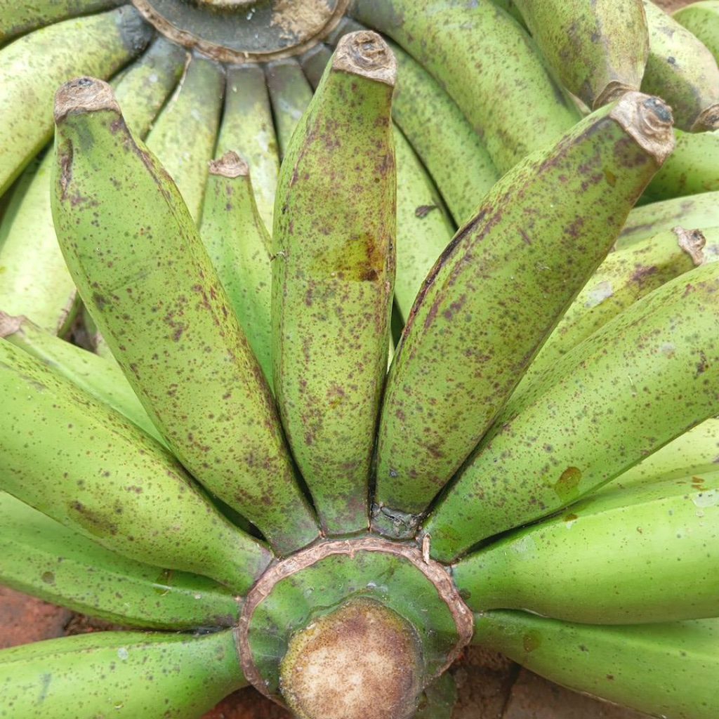 

PISANG SUSU MADU