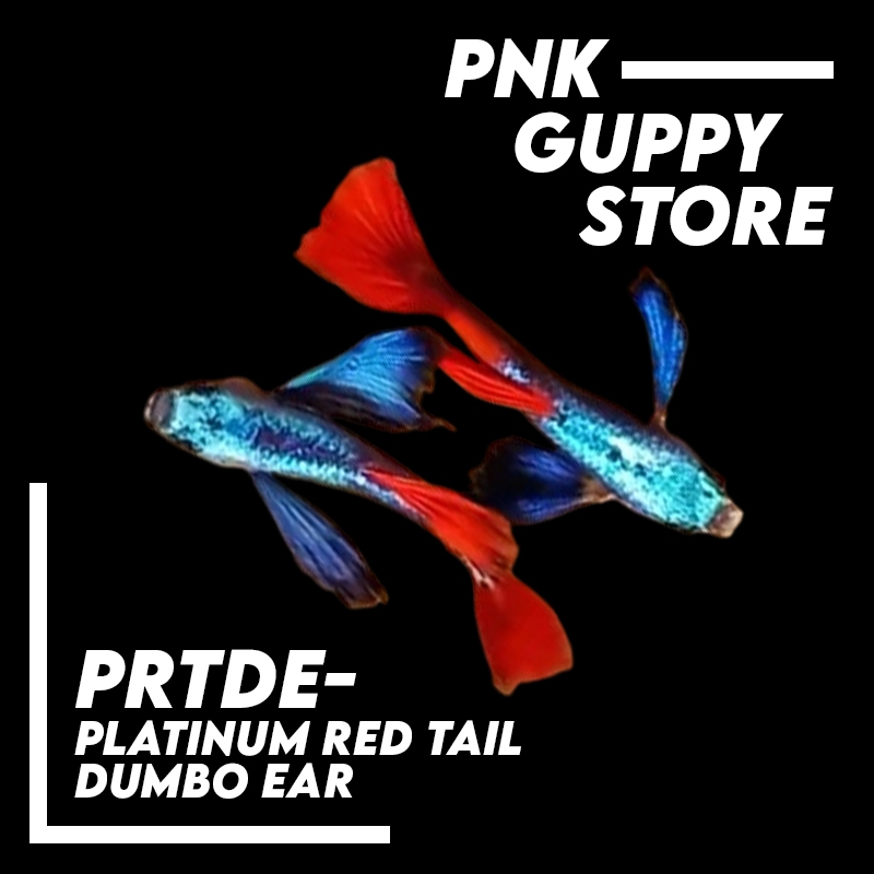 Guppy Platinum Red Tail Dumbo Ear (PRTDE)