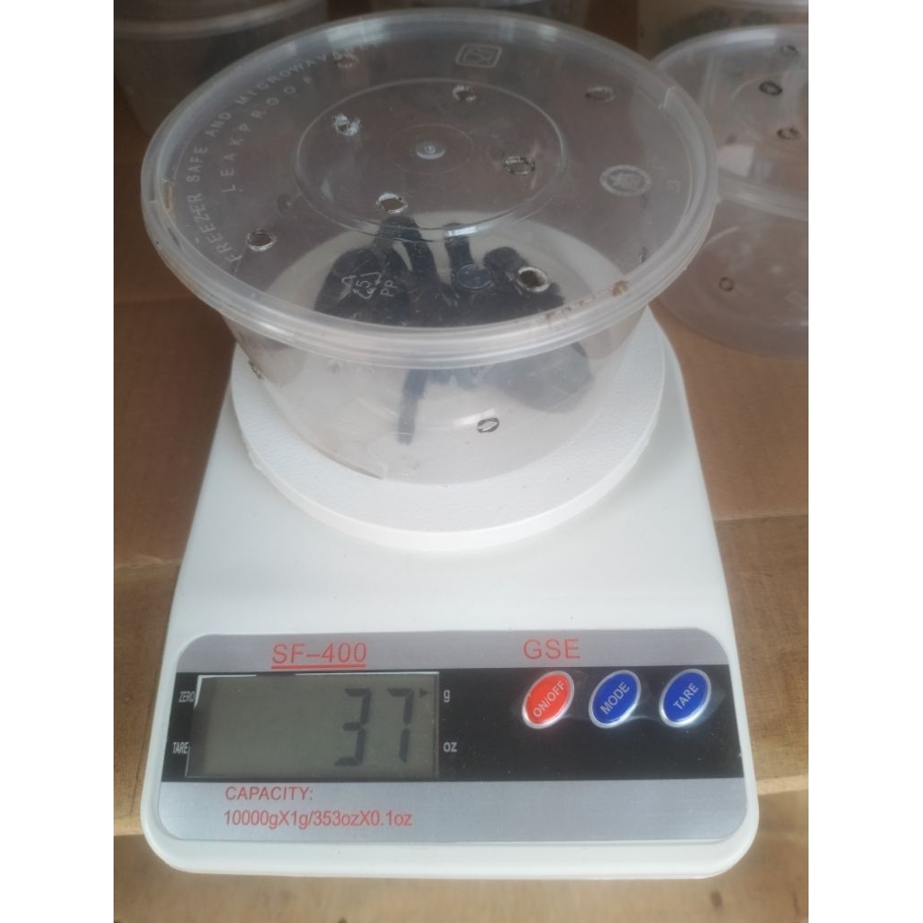 Display Spesimen Tarantula Hitam Jawa atau Demonk G. Javanensis Besar