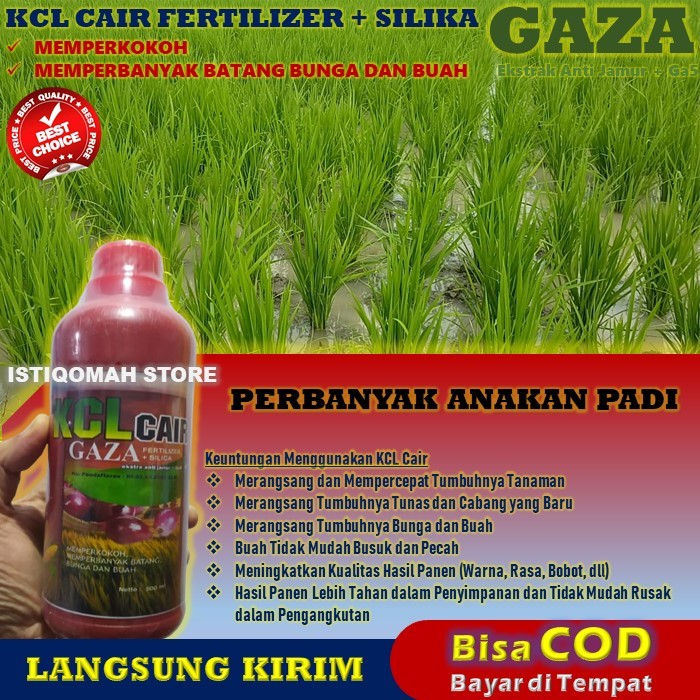 Pupuk Perbanyak Anakan Padi Paling Ampuh KCL GAZA 500ML, Pupuk Cair Khusus Padi Agar Banyak Anakan, 