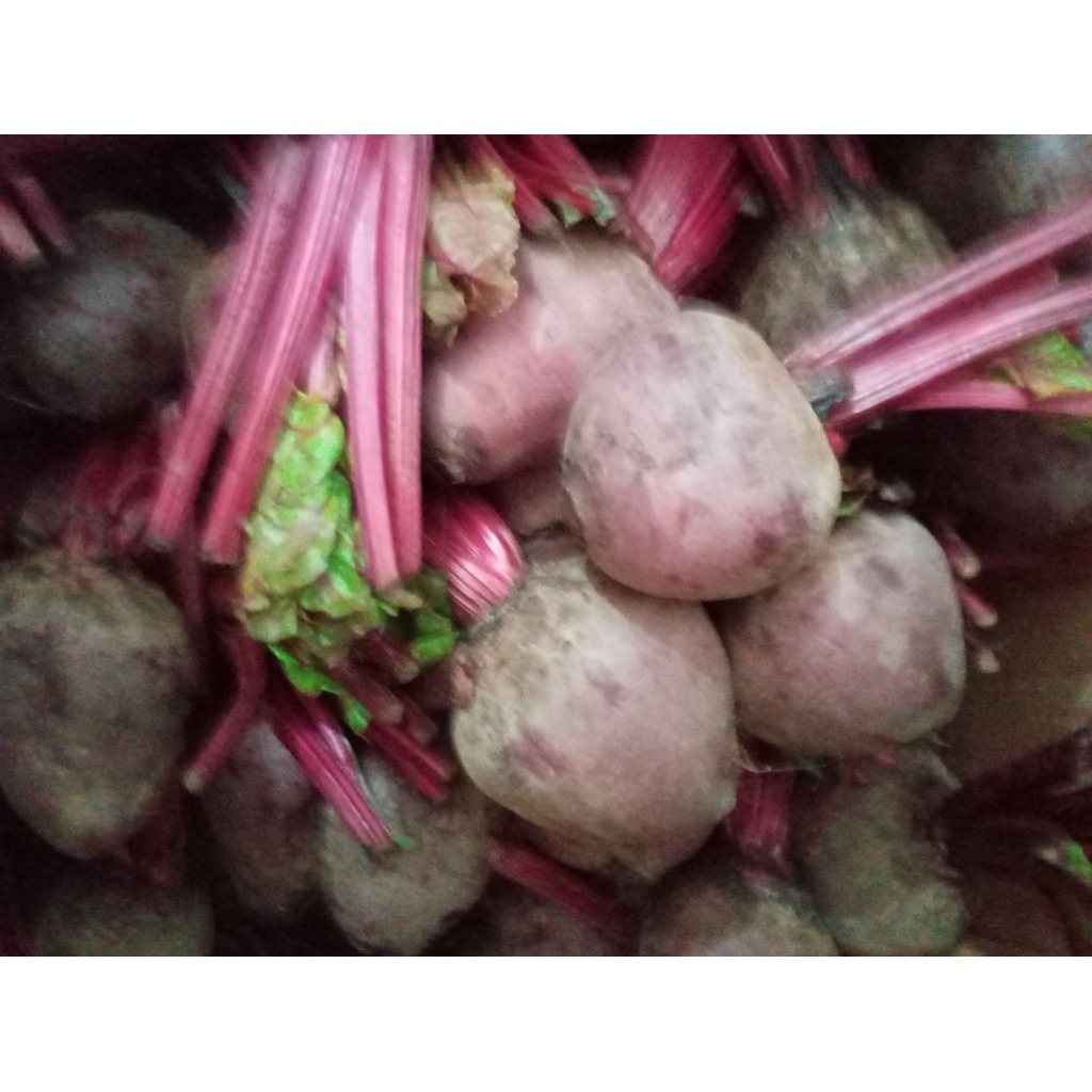 

Buah Bit Betavulgaris