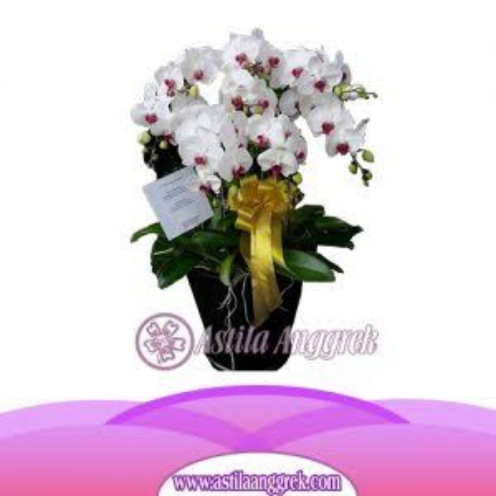 ANGGREK BULAN DEWASA PASCA BUNGA X POTONG