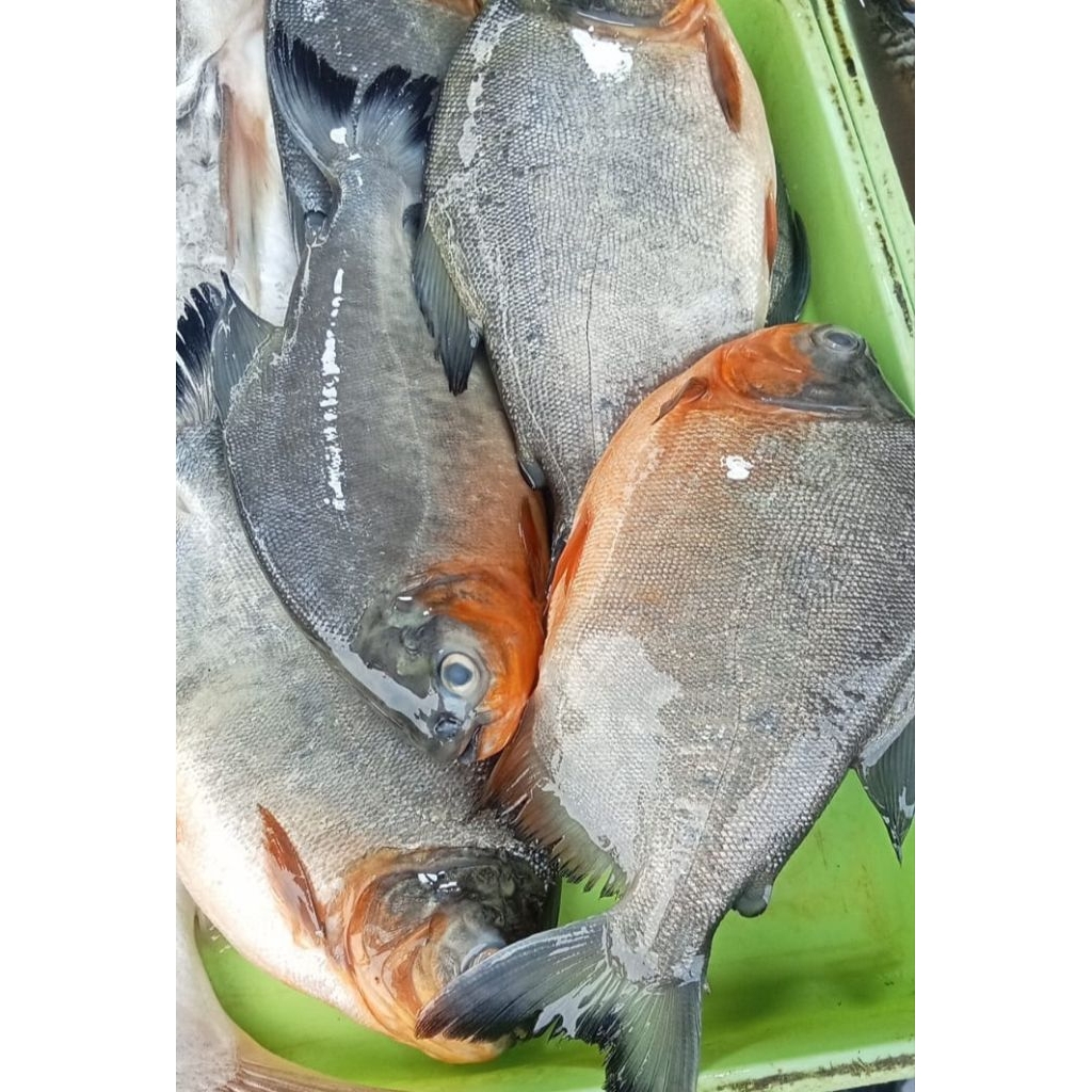 

Ikan bawal 1 kg 45.000