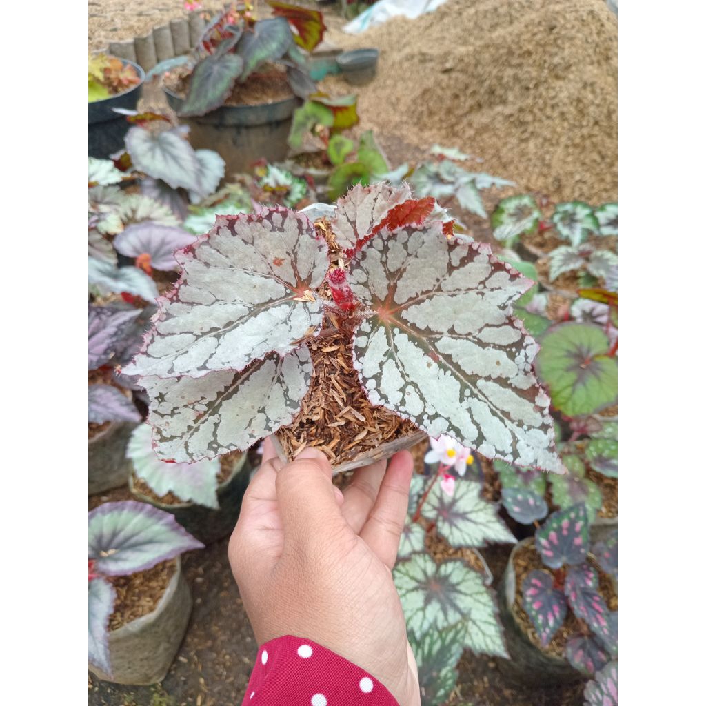 Begonia Rex Silver