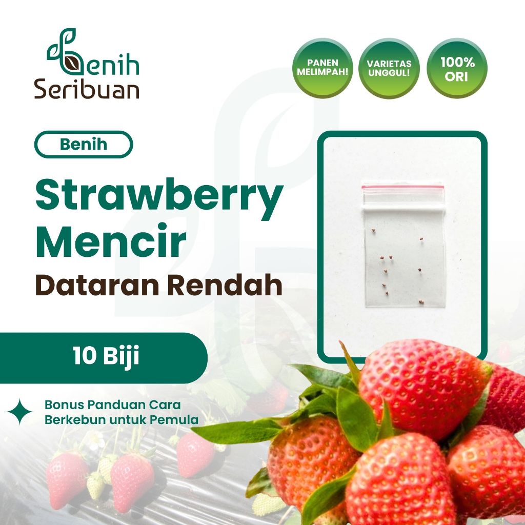 Benih Seribuan - 10 Benih Buah Strawberry Mencir Dataran Rendah Unggul