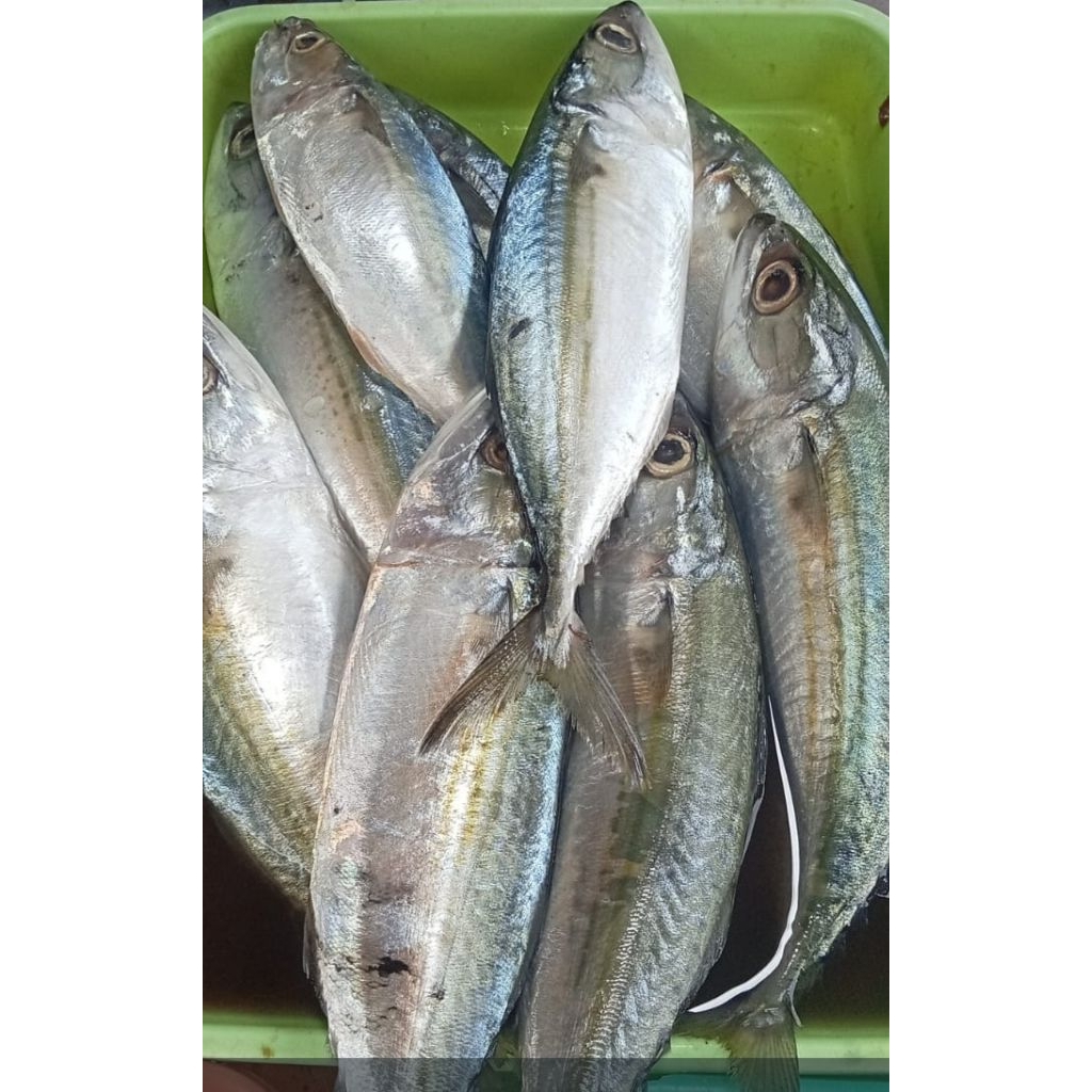 

Ikan Banjar fresh 1kg 60.000