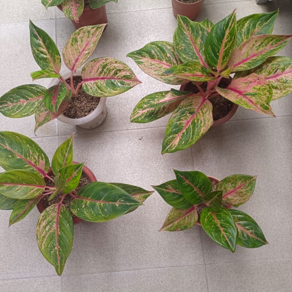 Tanaman hiasa Aglonema Red imelda Indukan