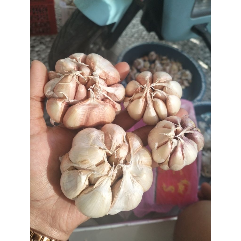 

Bawang Putih Kualitas Tinggi