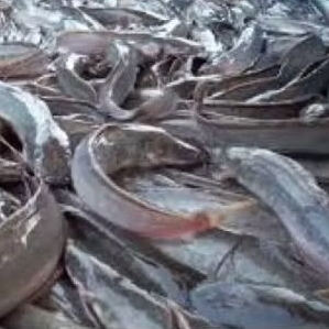 

ikan lele segar organik 1 kg isi 7-9 murah banget
