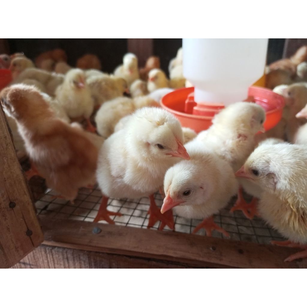 DOC BROILER 1 BOX ISI 100 EKOR /BIBIT AYAM PEDAGING