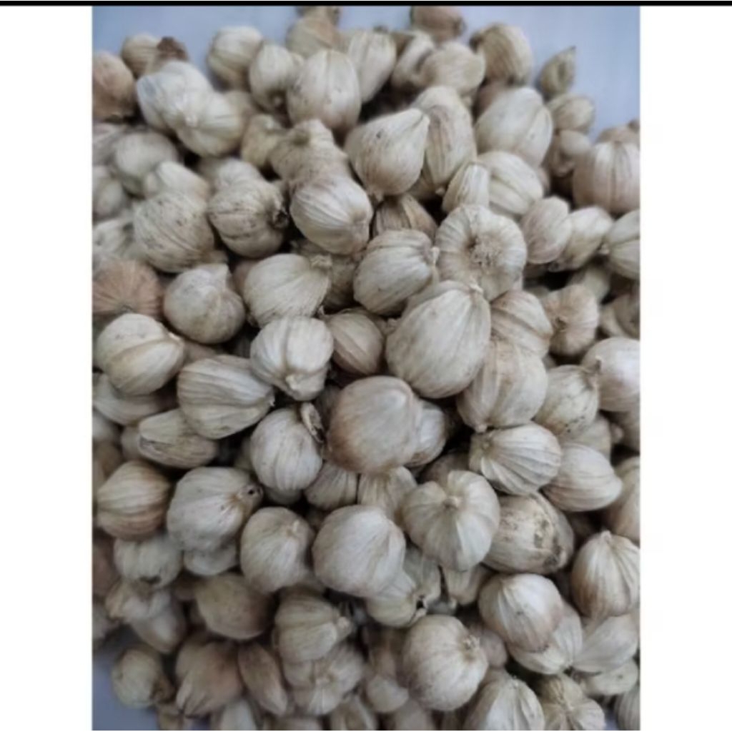 

KAPULAGA PUTIH BESIHH 500 GRAM PROMO