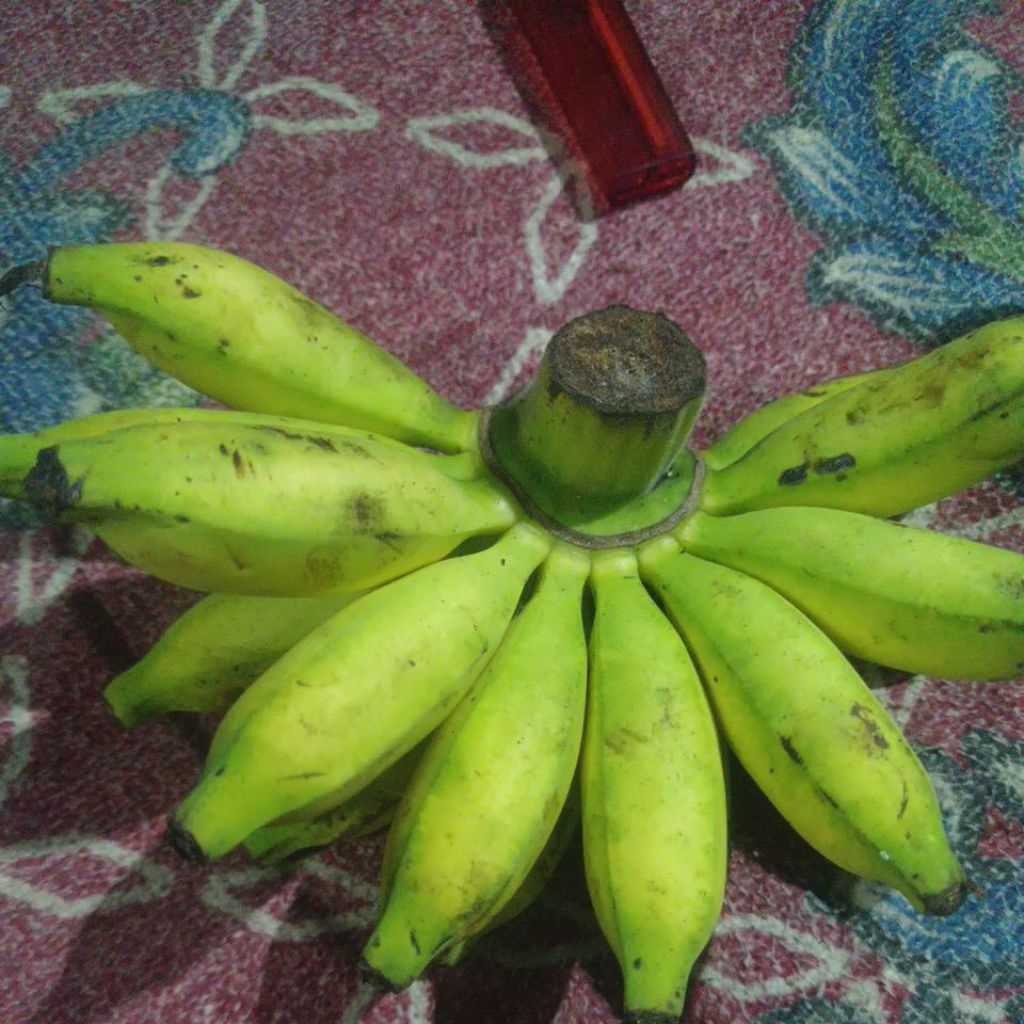 

pisang barlin