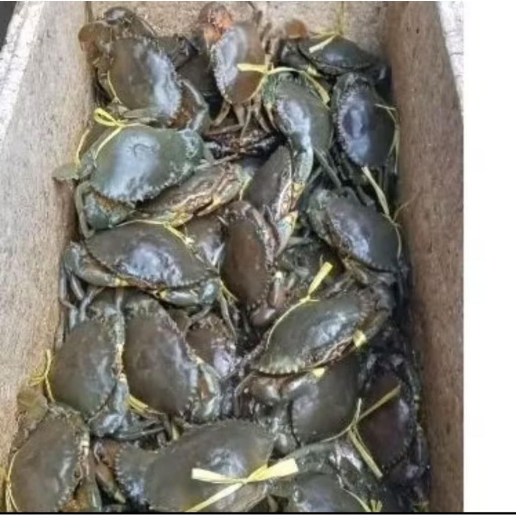 

kepiting hidup isi 1kg fress bppn
