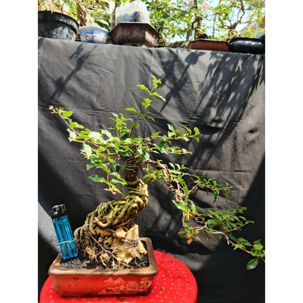 Bonsai siap pajang sakura mikro on the rock real pick