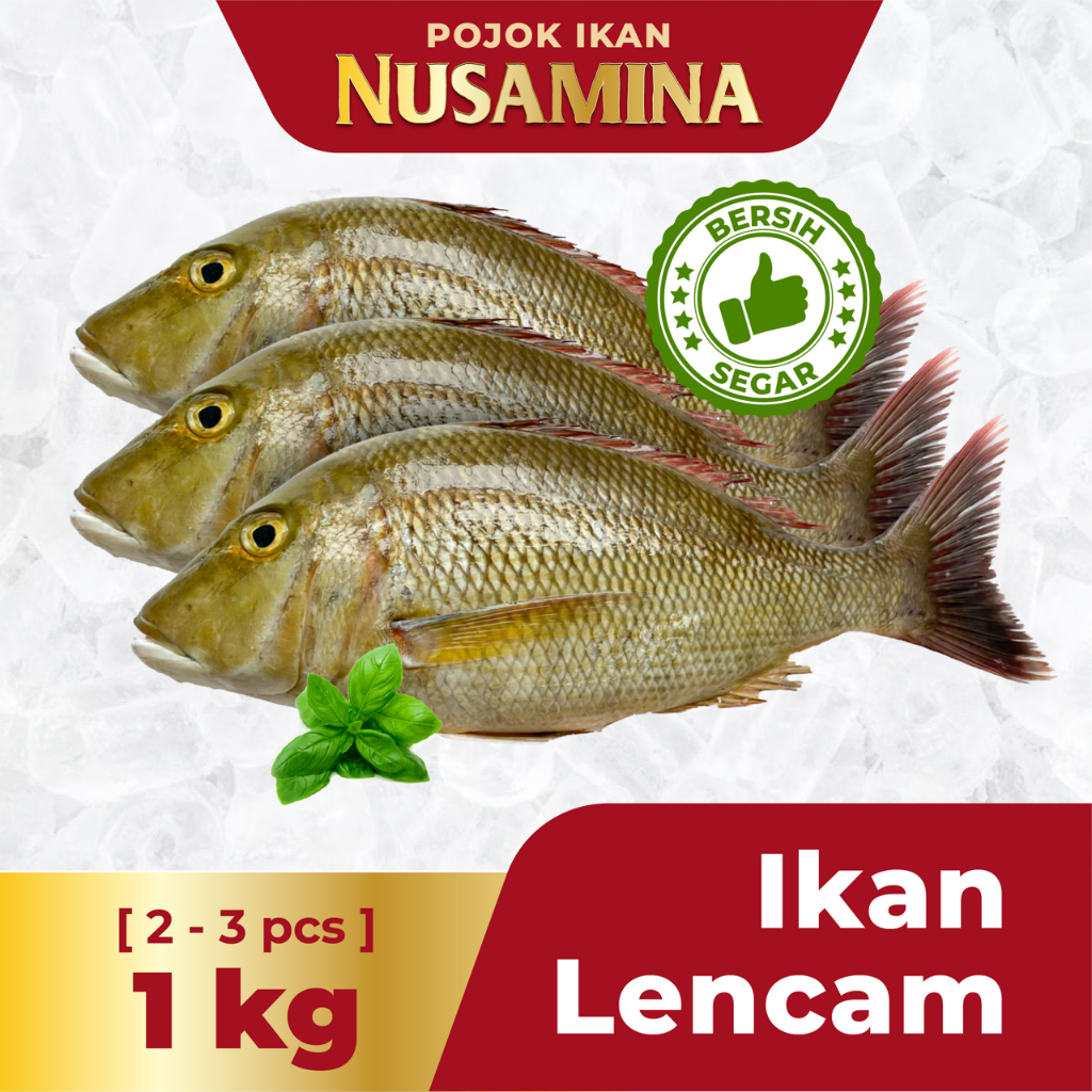 

Nusamina Ikan Lencam Bersih Segar Frozen [2-3 pcs] / 1kg