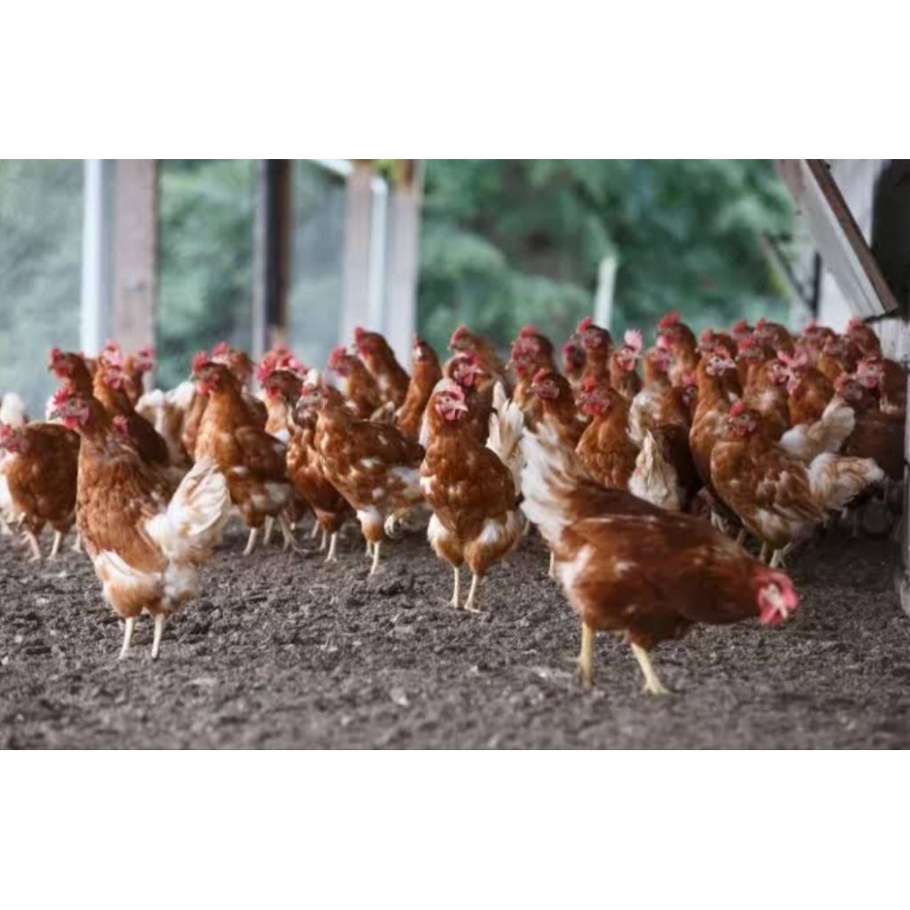 

ayam telur 1 ekor bppn