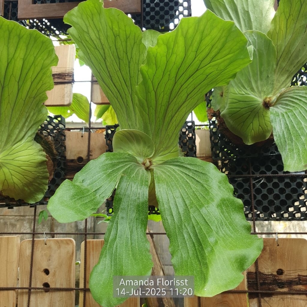 PLATYCERIUM ELEPHANTOTIS SILVER ANGOLENSE INDUKAN BESAR