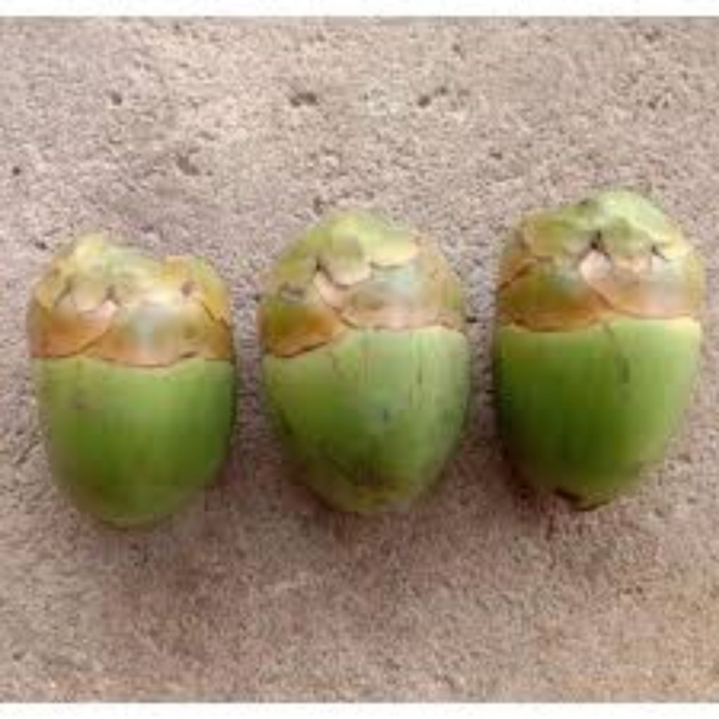 

bluluk kelapa per 1pcs