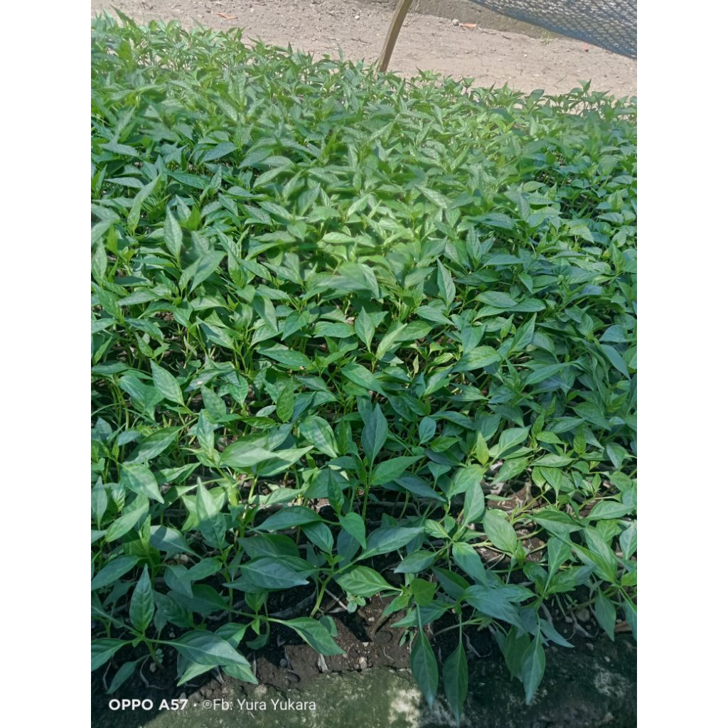 bibit Cabe keriting
