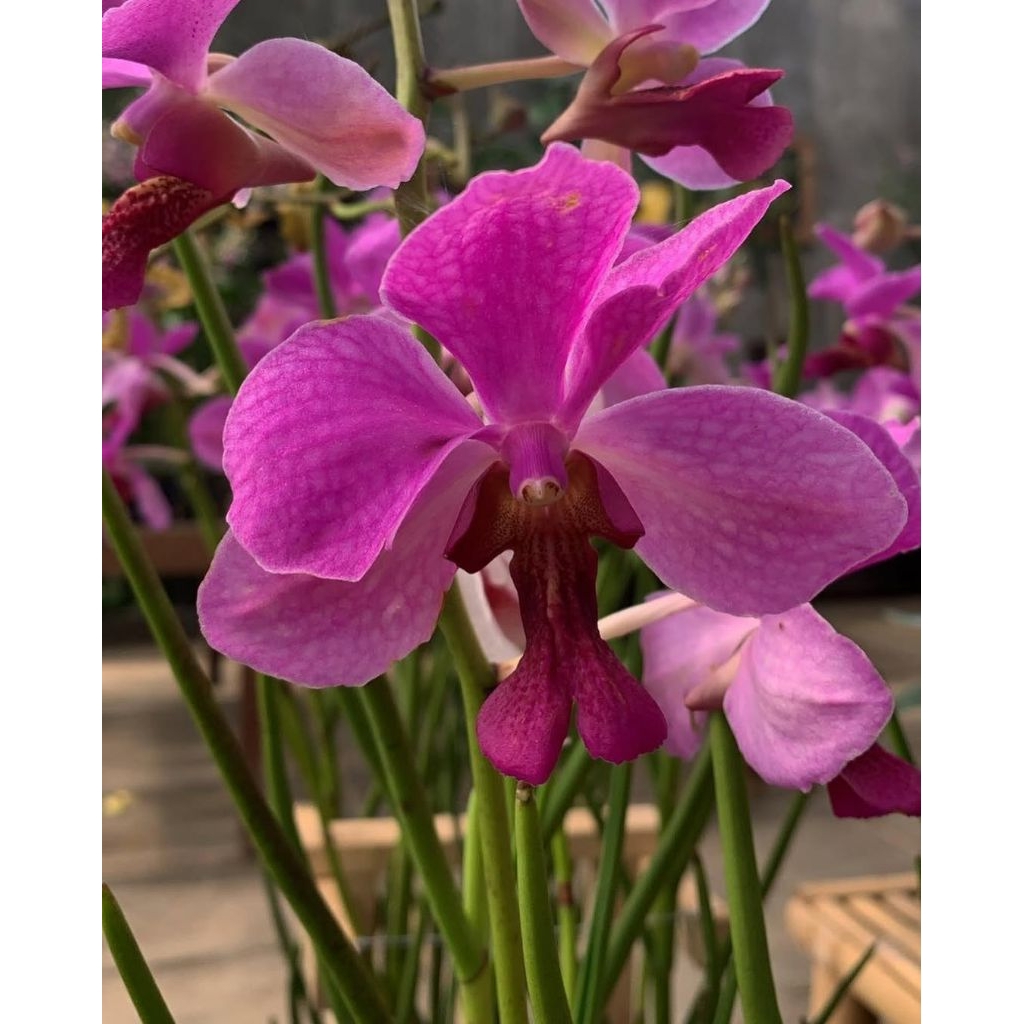 Anggrek Vanda douglas