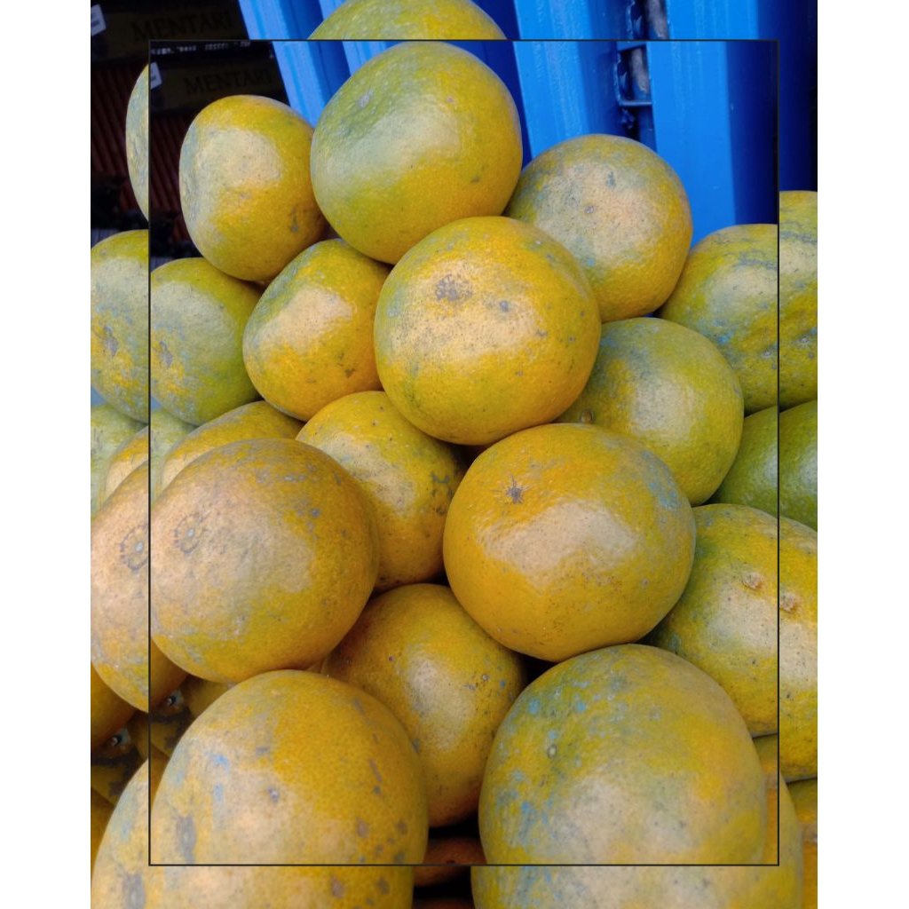 

Jeruk Manis dan Segar Asli